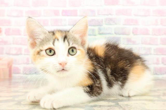 千葉県のアメリカンカール (Coo&RIKUアクロスモール新鎌ケ谷店/2025年10月12日生まれ/女の子/キャリコ)の子猫の2枚目の画像