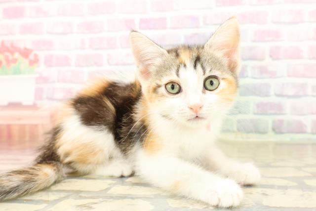 千葉県のアメリカンカール (Coo&RIKUアクロスモール新鎌ケ谷店/2025年10月12日生まれ/女の子/キャリコ)の子猫の3枚目の画像