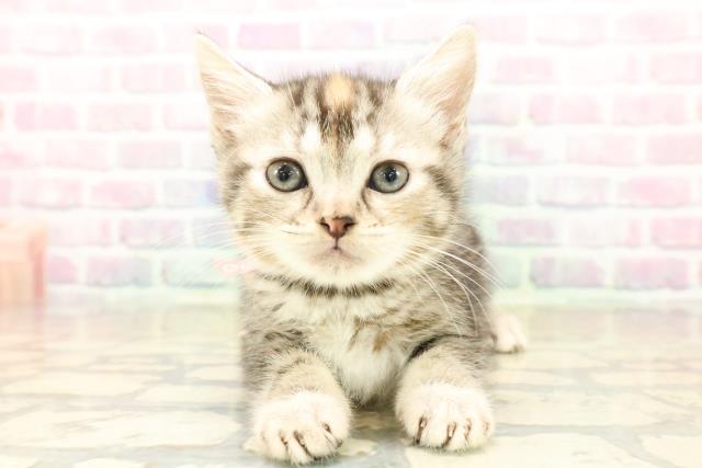 長野県のスコティッシュフォールド (Coo&RIKU綿半諏訪店/2025年10月13日生まれ/女の子/シルバーパッチドタビー)の子猫の1枚目の画像