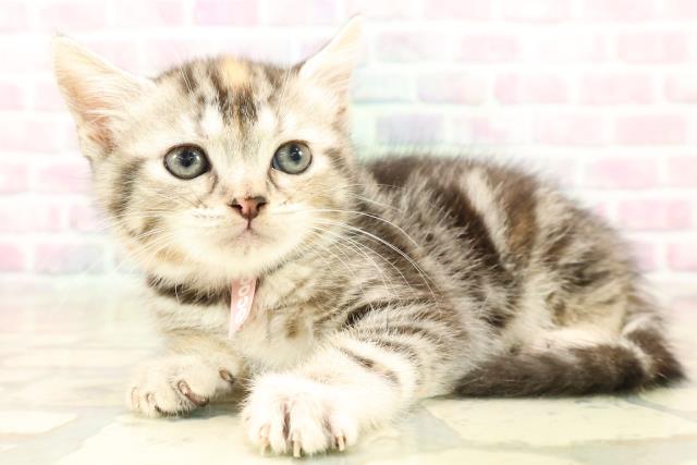 長野県のスコティッシュフォールド (Coo&RIKU綿半諏訪店/2025年10月13日生まれ/女の子/シルバーパッチドタビー)の子猫の2枚目の画像