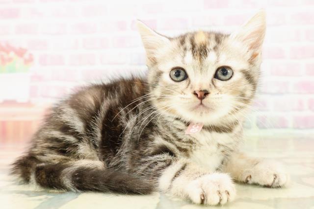 長野県のスコティッシュフォールド (Coo&RIKU綿半諏訪店/2025年10月13日生まれ/女の子/シルバーパッチドタビー)の子猫の3枚目の画像