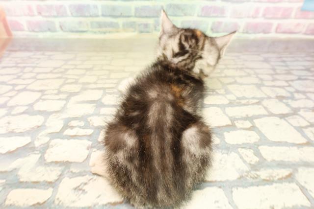 長野県のスコティッシュフォールド (Coo&RIKU綿半諏訪店/2025年10月13日生まれ/女の子/シルバーパッチドタビー)の子猫の4枚目の画像