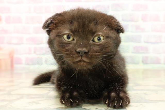 神奈川県のスコティッシュフォールド (Coo&RIKU長津田店/2025年10月13日生まれ/女の子/ブラック)の子猫の1枚目の画像