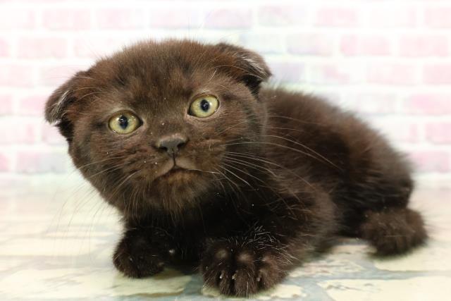 神奈川県のスコティッシュフォールド (Coo&RIKU長津田店/2025年10月13日生まれ/女の子/ブラック)の子猫の2枚目の画像