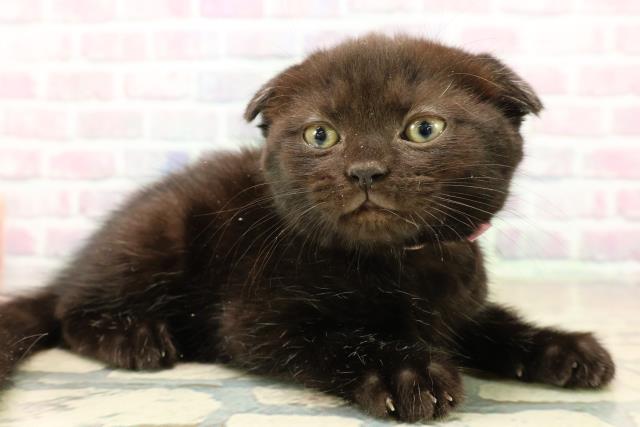 神奈川県のスコティッシュフォールド (Coo&RIKU長津田店/2025年10月13日生まれ/女の子/ブラック)の子猫の3枚目の画像