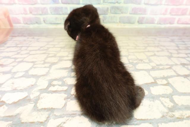 神奈川県のスコティッシュフォールド (Coo&RIKU長津田店/2025年10月13日生まれ/女の子/ブラック)の子猫の4枚目の画像