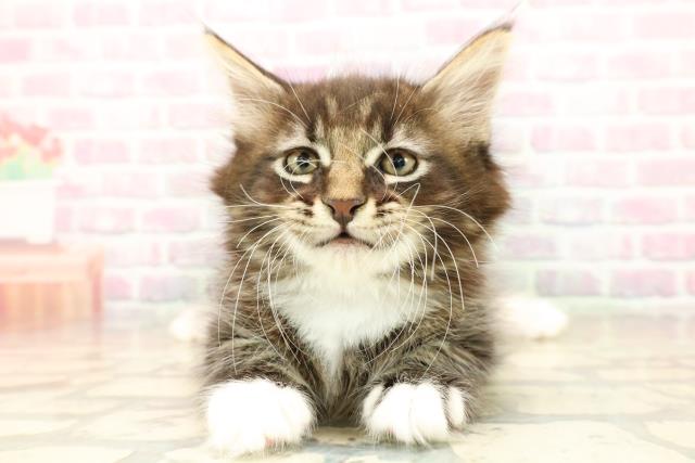 福井県のメインクーン (Coo&RIKU福井店/2025年10月13日生まれ/男の子/ブラウンタビーホワイト)の子猫の1枚目の画像