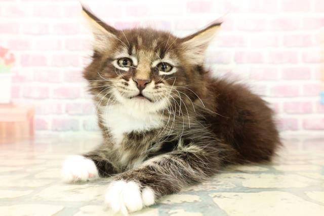 福井県のメインクーン (Coo&RIKU福井店/2025年10月13日生まれ/男の子/ブラウンタビーホワイト)の子猫の2枚目の画像