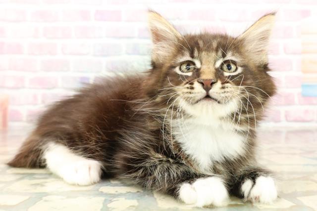 福井県のメインクーン (Coo&RIKU福井店/2025年10月13日生まれ/男の子/ブラウンタビーホワイト)の子猫の3枚目の画像