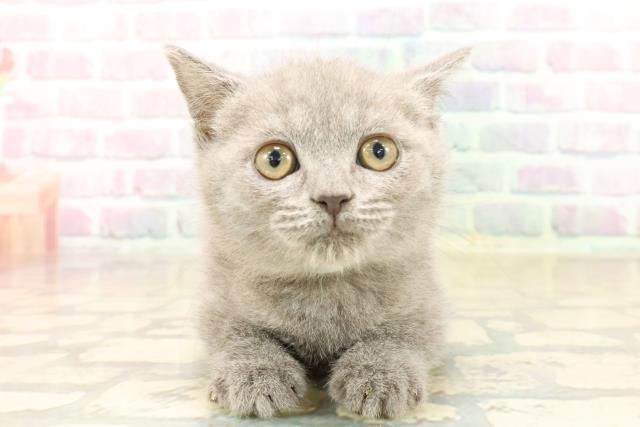 北海道のブリティッシュショートヘアー (Coo&RIKU苫小牧店/2025年10月5日生まれ/男の子/ブルー)の子猫の1枚目の画像