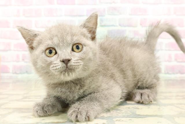 北海道のブリティッシュショートヘアー (Coo&RIKU苫小牧店/2025年10月5日生まれ/男の子/ブルー)の子猫の2枚目の画像