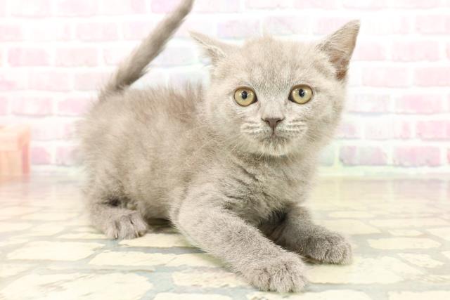 北海道のブリティッシュショートヘアー (Coo&RIKU苫小牧店/2025年10月5日生まれ/男の子/ブルー)の子猫の3枚目の画像