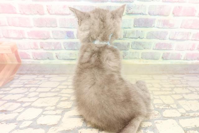 北海道のブリティッシュショートヘアー (Coo&RIKU苫小牧店/2025年10月5日生まれ/男の子/ブルー)の子猫の4枚目の画像