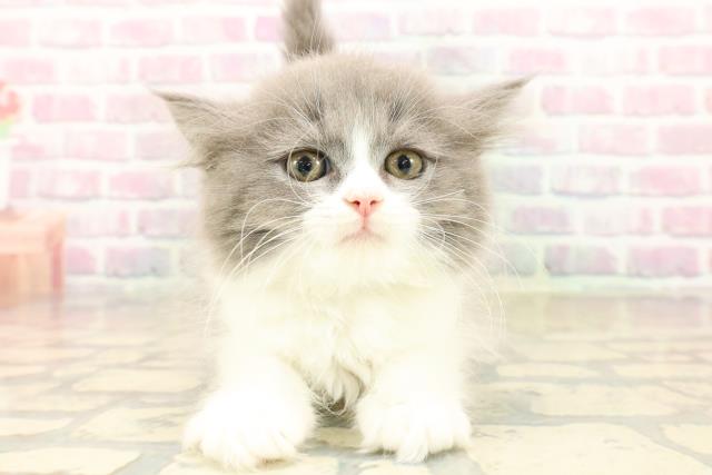 千葉県のラガマフィン (Coo&RIKU八街店/2025年10月6日生まれ/男の子/ブルーホワイト)の子猫の1枚目の画像