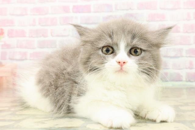 千葉県のラガマフィン (Coo&RIKU八街店/2025年10月6日生まれ/男の子/ブルーホワイト)の子猫の3枚目の画像