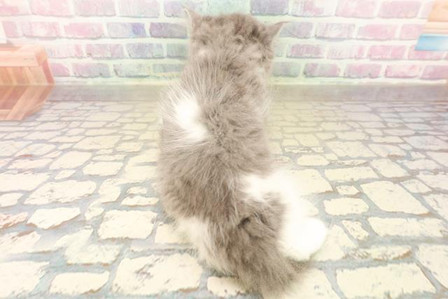 千葉県のラガマフィン (Coo&RIKU八街店/2025年10月6日生まれ/男の子/ブルーホワイト)の子猫の4枚目の画像