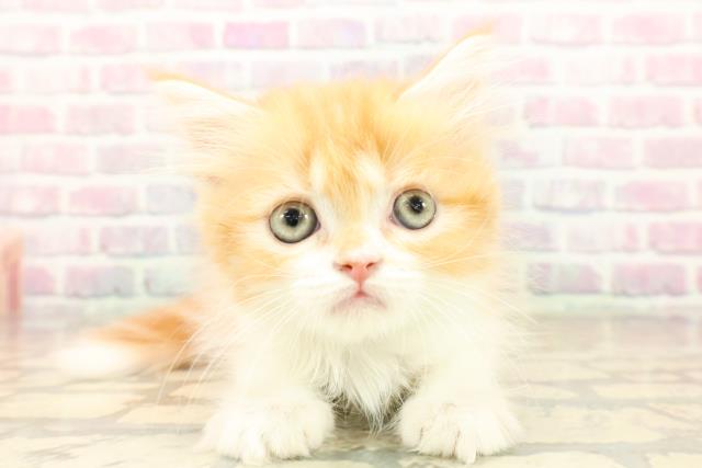 神奈川県のラガマフィン (Coo&RIKU相模原店/2025年10月6日生まれ/男の子/レッドタビーホワイト)の子猫