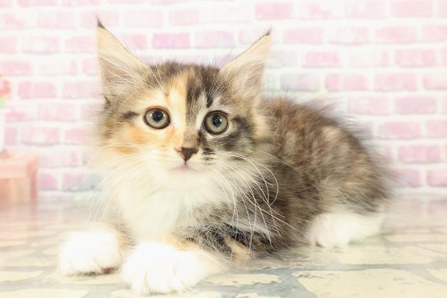 群馬県のサイベリアン (Coo&RIKU高崎店/2025年10月7日生まれ/女の子/ブラウンパッチドタビーホワイト)の子猫の2枚目の画像