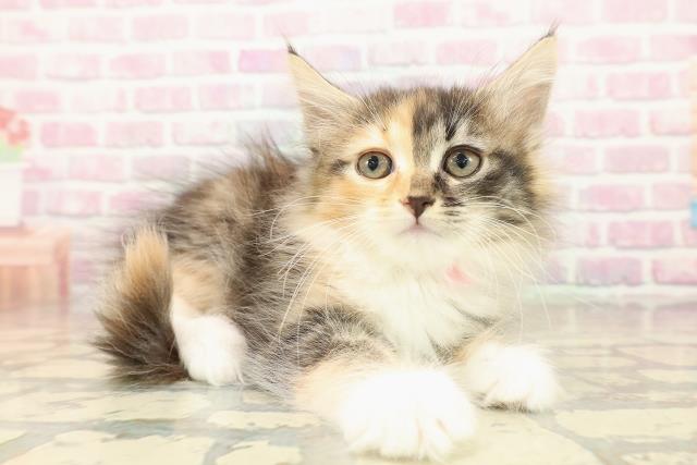 群馬県のサイベリアン (Coo&RIKU高崎店/2025年10月7日生まれ/女の子/ブラウンパッチドタビーホワイト)の子猫の3枚目の画像