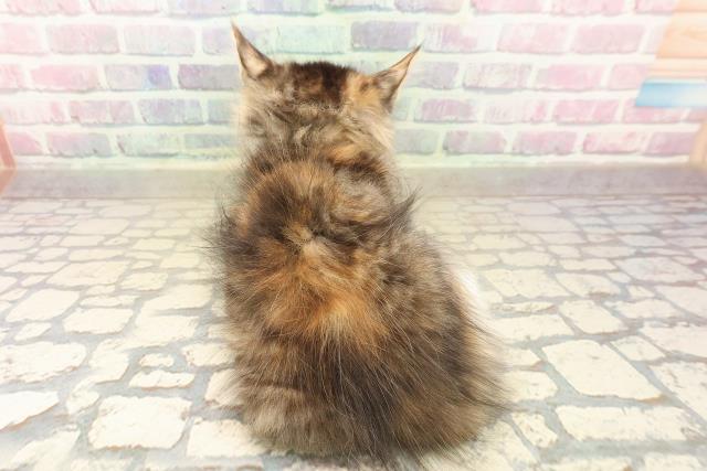 群馬県のサイベリアン (Coo&RIKU高崎店/2025年10月7日生まれ/女の子/ブラウンパッチドタビーホワイト)の子猫の4枚目の画像