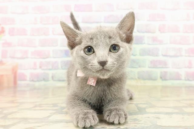 埼玉県のロシアンブルー (Coo&RIKU綿半坂戸店/2025年10月7日生まれ/女の子/ブルー)の子猫の1枚目の画像