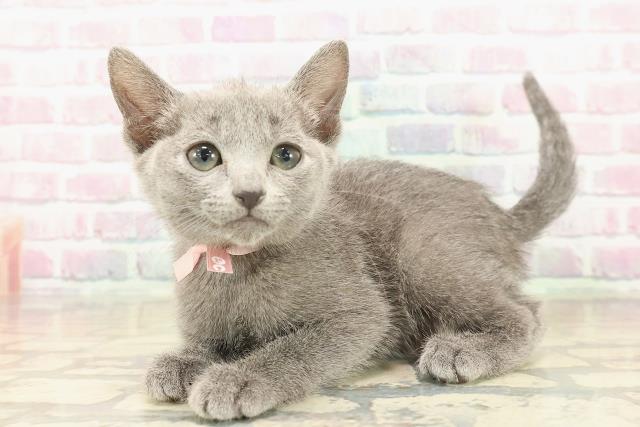 埼玉県のロシアンブルー (Coo&RIKU綿半坂戸店/2025年10月7日生まれ/女の子/ブルー)の子猫の2枚目の画像