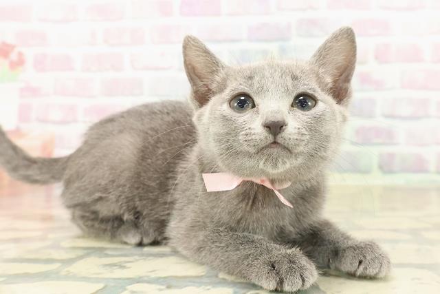 埼玉県のロシアンブルー (Coo&RIKU綿半坂戸店/2025年10月7日生まれ/女の子/ブルー)の子猫の3枚目の画像