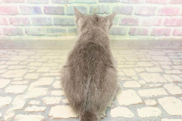 埼玉県のロシアンブルー (Coo&RIKU綿半坂戸店/2025年10月7日生まれ/女の子/ブルー)の子猫の4枚目の画像