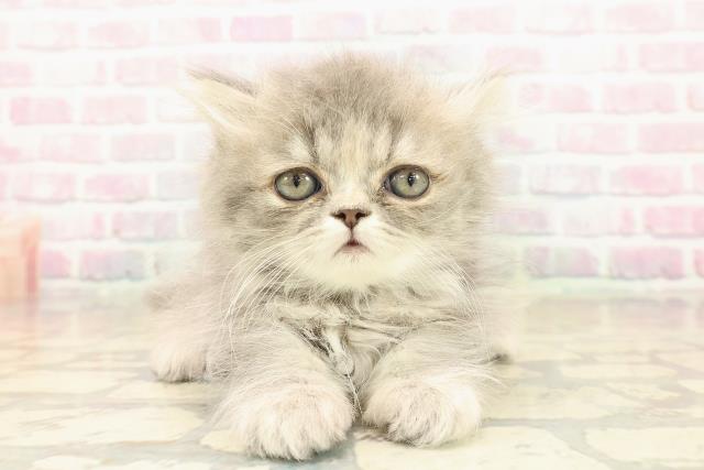 新潟県のエキゾチック (Coo&RIKU新潟西店/2025年10月7日生まれ/女の子/ブルー)の子猫の1枚目の画像