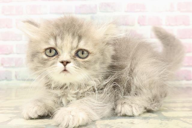 新潟県のエキゾチック (Coo&RIKU新潟西店/2025年10月7日生まれ/女の子/ブルー)の子猫の2枚目の画像