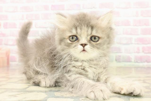 新潟県のエキゾチック (Coo&RIKU新潟西店/2025年10月7日生まれ/女の子/ブルー)の子猫の3枚目の画像