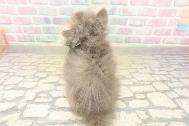 新潟県のエキゾチック (Coo&RIKU新潟西店/2025年10月7日生まれ/女の子/ブルー)の子猫の4枚目の画像