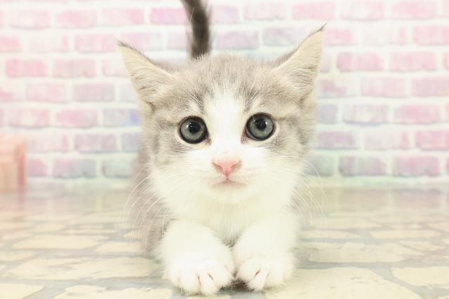 長野県のスコティッシュフォールド (Coo&RIKU綿半権堂店/2025年10月8日生まれ/男の子/ブルータビーホワイト)の子猫の1枚目の画像