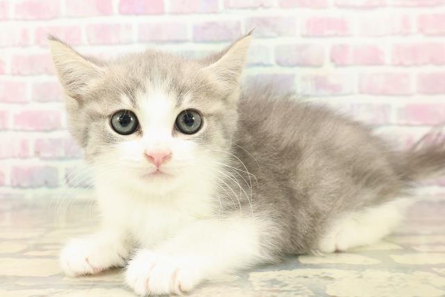 長野県のスコティッシュフォールド (Coo&RIKU綿半権堂店/2025年10月8日生まれ/男の子/ブルータビーホワイト)の子猫の2枚目の画像