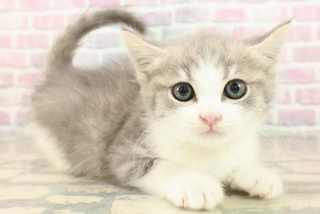 長野県のスコティッシュフォールド (Coo&RIKU綿半権堂店/2025年10月8日生まれ/男の子/ブルータビーホワイト)の子猫の3枚目の画像
