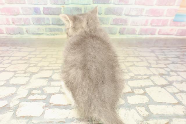 長野県のスコティッシュフォールド (Coo&RIKU綿半権堂店/2025年10月8日生まれ/男の子/ブルータビーホワイト)の子猫の4枚目の画像