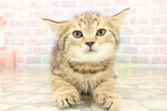 長野県のスコティッシュフォールド (Coo&RIKU綿半中野店/2025年10月8日生まれ/女の子/ブラウンタビー)の子猫の1枚目の画像