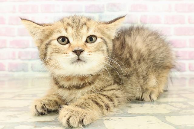 長野県のスコティッシュフォールド (Coo&RIKU綿半中野店/2025年10月8日生まれ/女の子/ブラウンタビー)の子猫の2枚目の画像