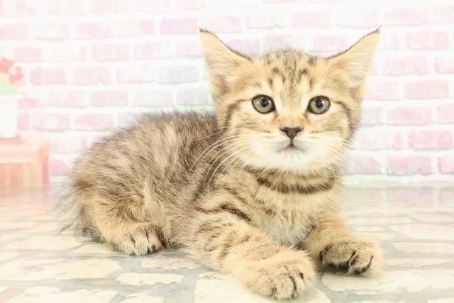 長野県のスコティッシュフォールド (Coo&RIKU綿半中野店/2025年10月8日生まれ/女の子/ブラウンタビー)の子猫の3枚目の画像