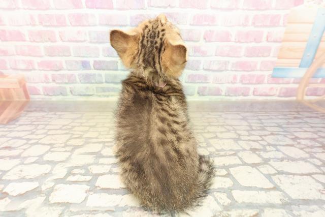 長野県のスコティッシュフォールド (Coo&RIKU綿半中野店/2025年10月8日生まれ/女の子/ブラウンタビー)の子猫の4枚目の画像