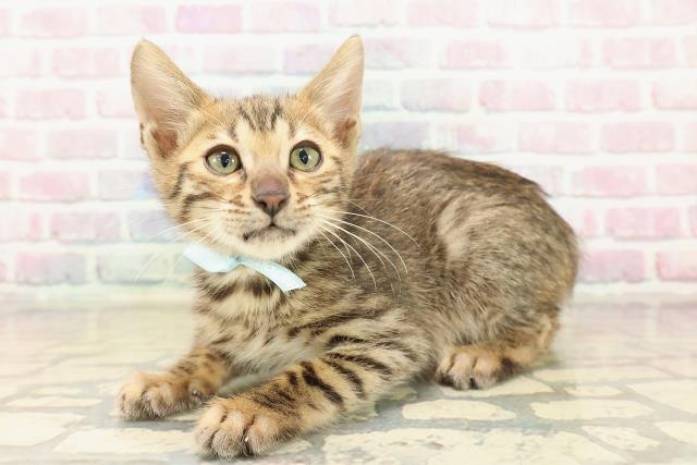 新潟県のベンガル (Coo&RIKU新潟西店/2025年9月28日生まれ/男の子/ブラウンスポットタビー)の子猫の2枚目の画像