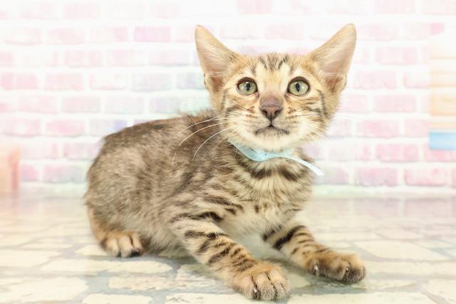 新潟県のベンガル (Coo&RIKU新潟西店/2025年9月28日生まれ/男の子/ブラウンスポットタビー)の子猫の3枚目の画像