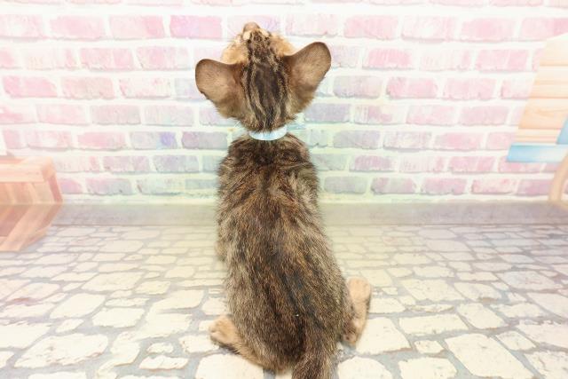 新潟県のベンガル (Coo&RIKU新潟西店/2025年9月28日生まれ/男の子/ブラウンスポットタビー)の子猫の4枚目の画像