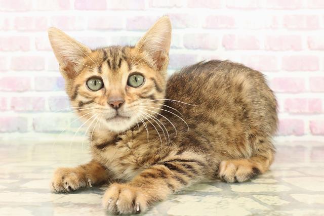 長野県のベンガル (Coo&RIKU長野店/2025年9月28日生まれ/女の子/ブラウンスポットタビー)の子猫の2枚目の画像