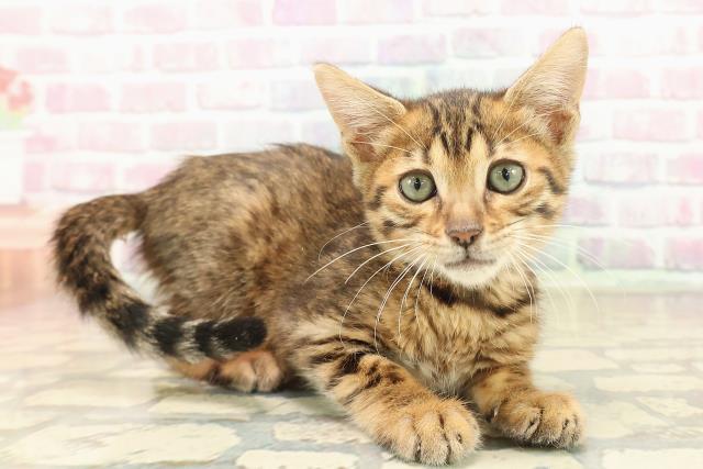 長野県のベンガル (Coo&RIKU長野店/2025年9月28日生まれ/女の子/ブラウンスポットタビー)の子猫の3枚目の画像