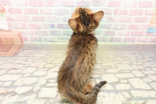 長野県のベンガル (Coo&RIKU長野店/2025年9月28日生まれ/女の子/ブラウンスポットタビー)の子猫の4枚目の画像