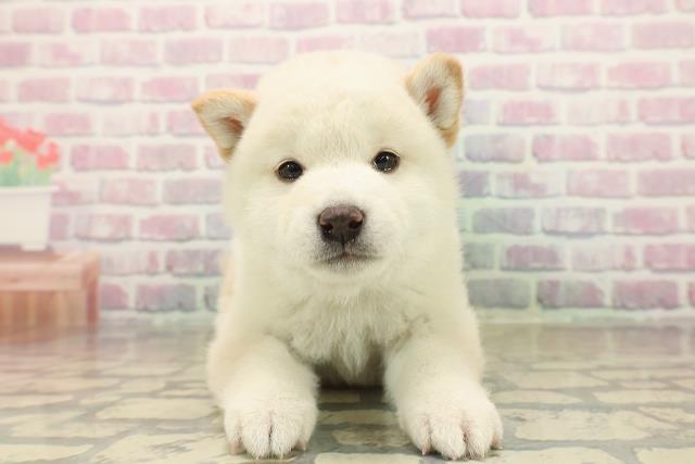 千葉県の柴犬(標準サイズ) (Coo&RIKUアクロスモール新鎌ケ谷店/2025年10月13日生まれ/男の子/白)の子犬