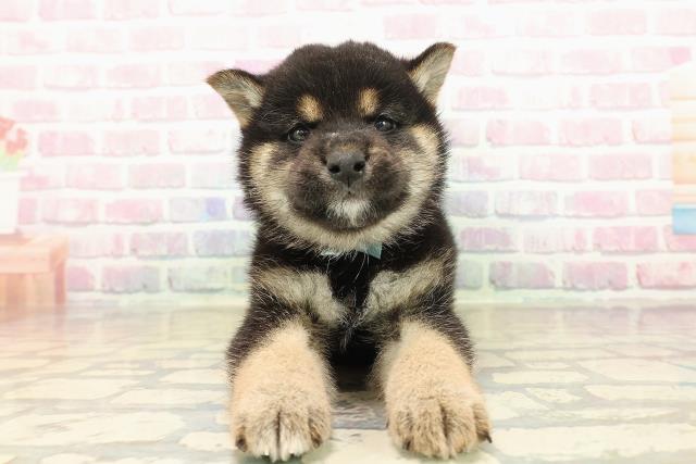 神奈川県の柴犬(標準サイズ) (Coo&RIKU小田原店/2025年10月13日生まれ/男の子/黒)の子犬