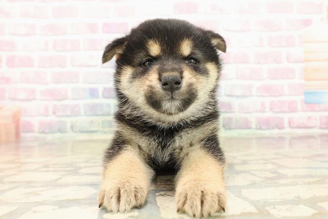 神奈川県の柴犬(標準サイズ) (Coo&RIKU平塚店/2025年10月13日生まれ/男の子/黒)の子犬の1枚目の画像