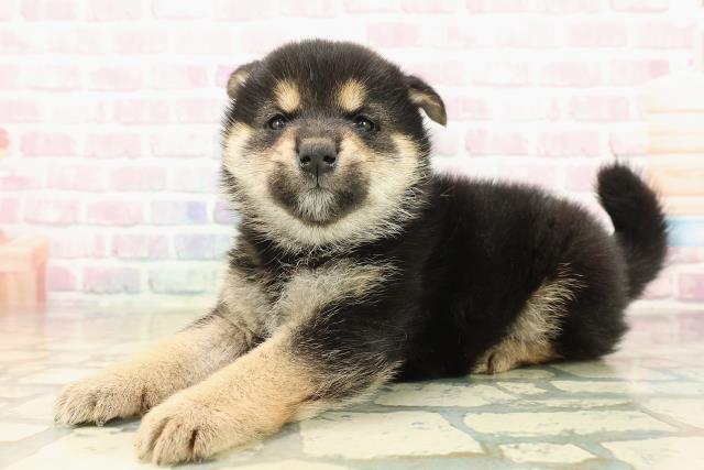 神奈川県の柴犬(標準サイズ) (Coo&RIKU平塚店/2025年10月13日生まれ/男の子/黒)の子犬の2枚目の画像